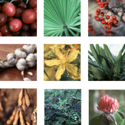 Collage of various herbs